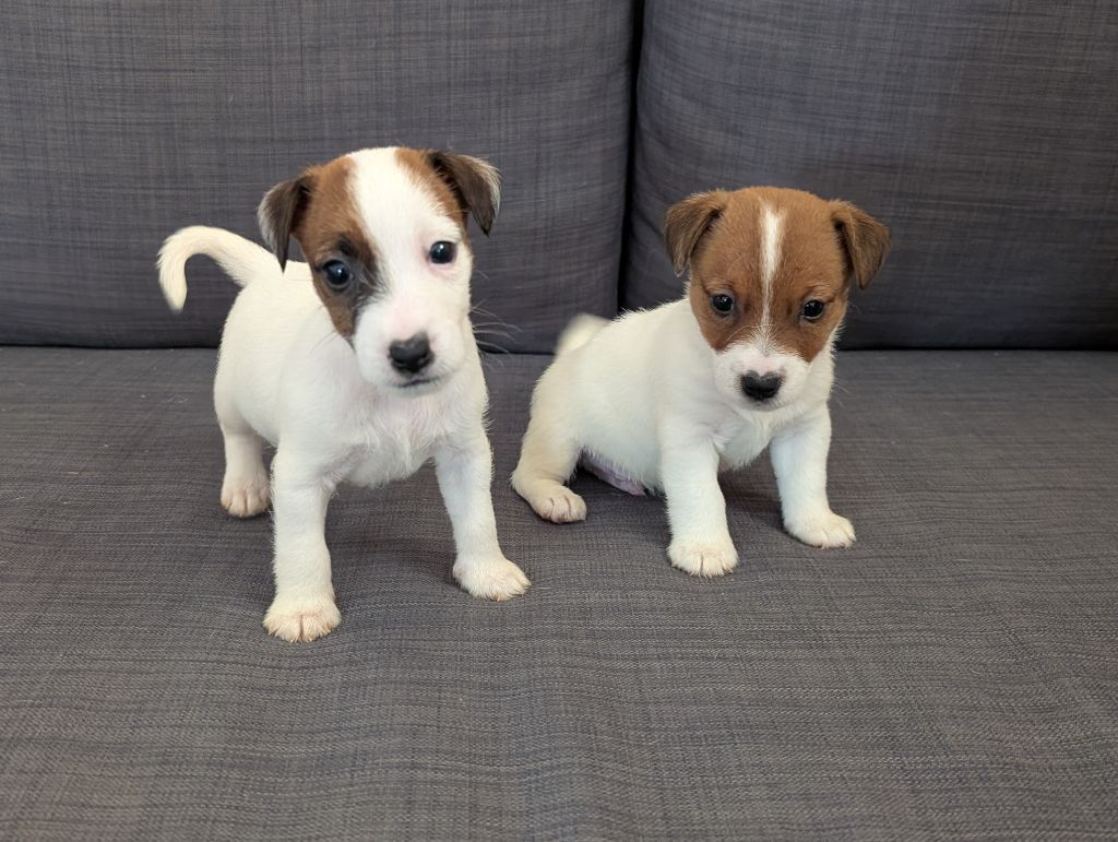 de la pinkinerie - Jack Russell Terrier - Portée née le 03/05/2025