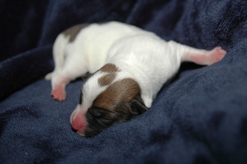 de la pinkinerie - Chiots disponibles - Jack Russell Terrier