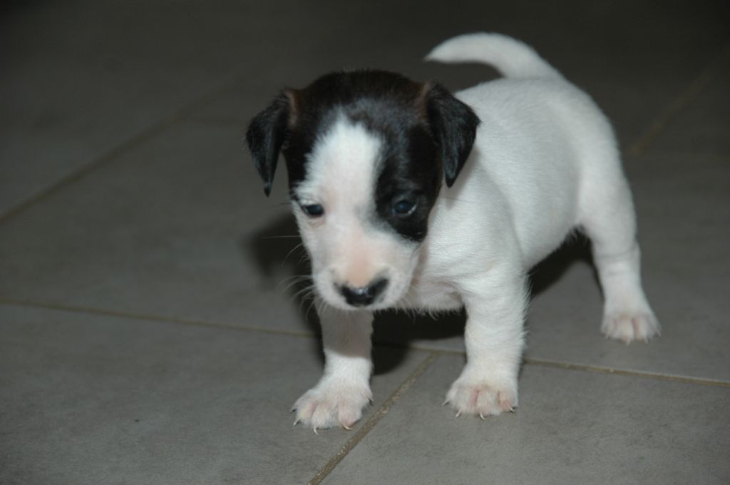 de la pinkinerie - Chiots disponibles - Jack Russell Terrier