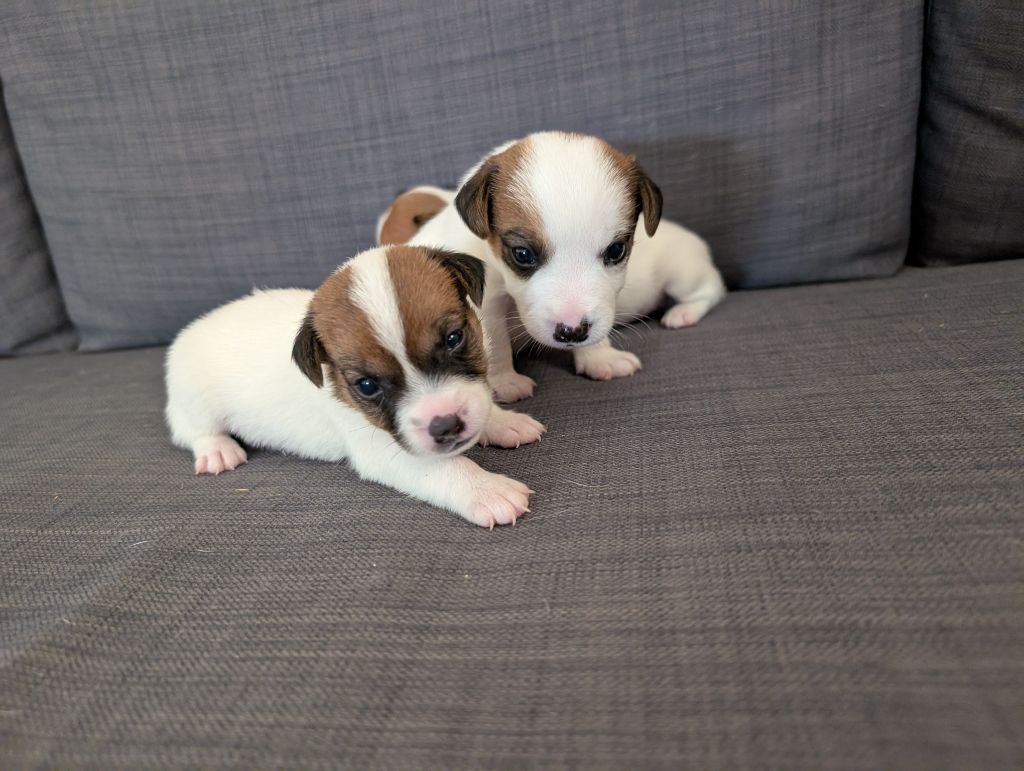 de la pinkinerie - Jack Russell Terrier - Portée née le 23/05/2025