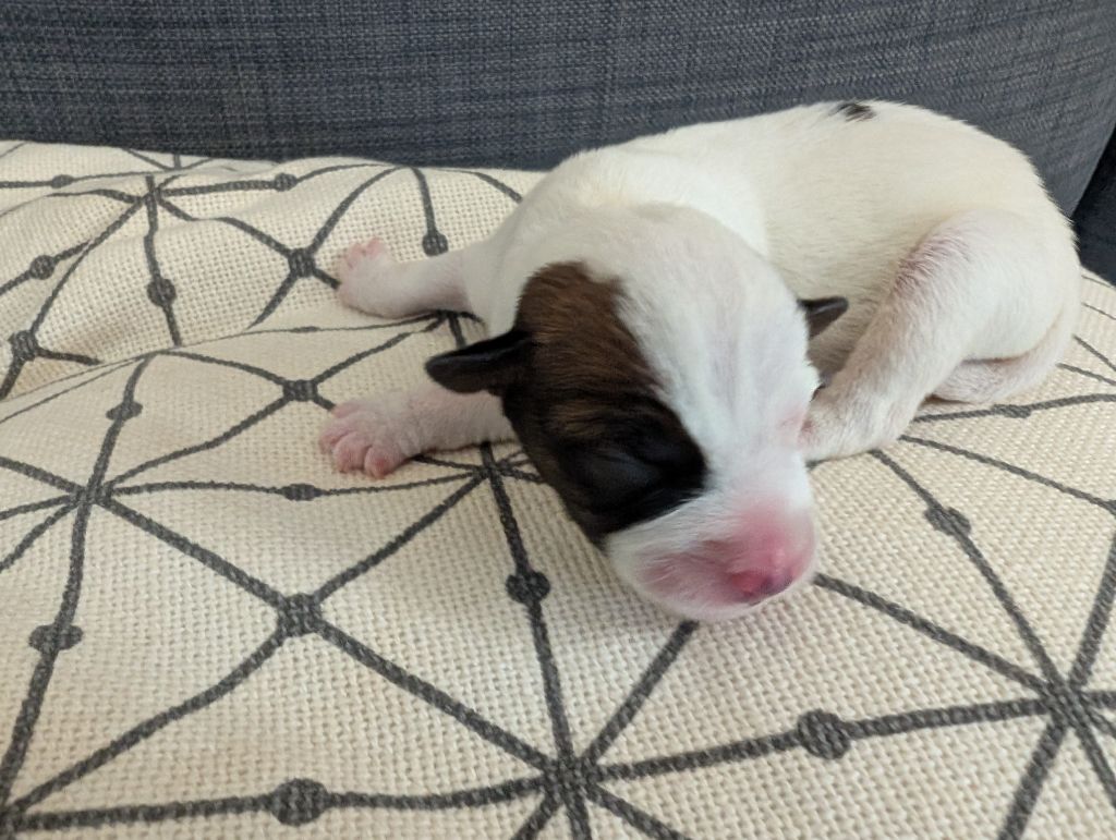 de la pinkinerie - Chiots disponibles - Jack Russell Terrier