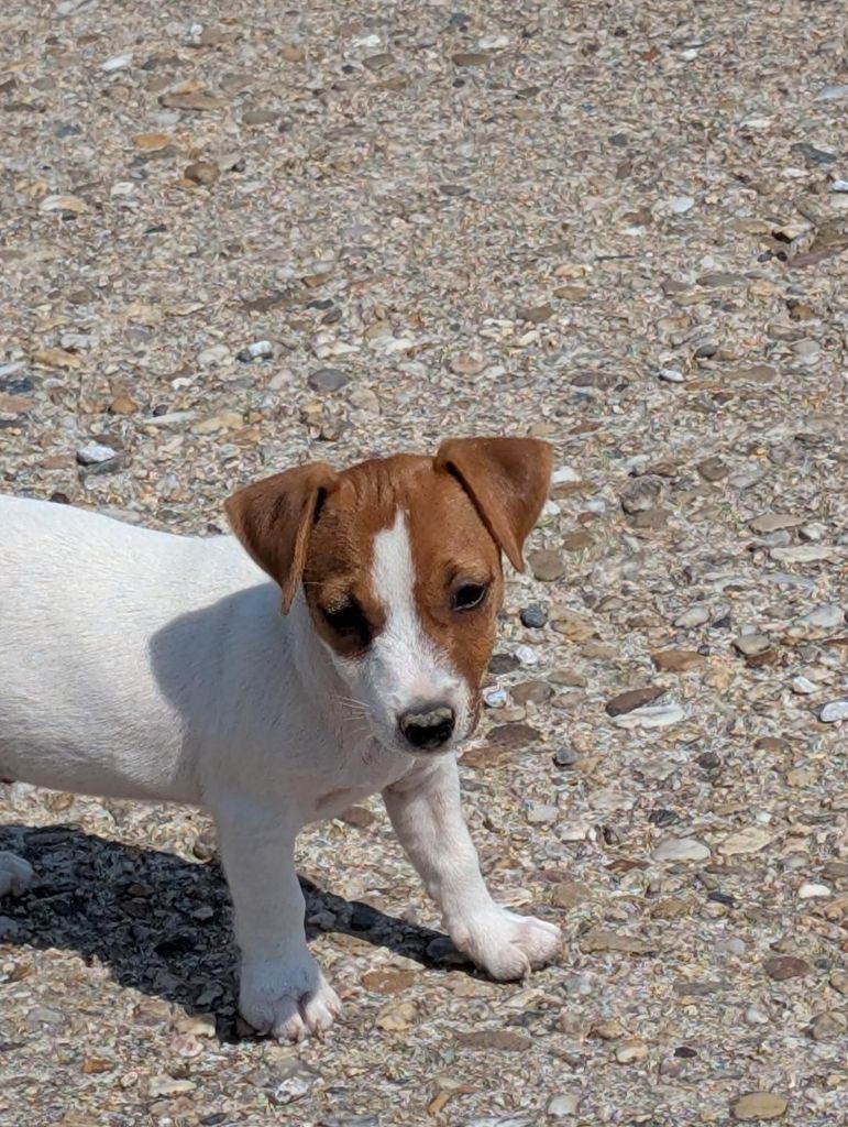 de la pinkinerie - Chiots disponibles - Jack Russell Terrier