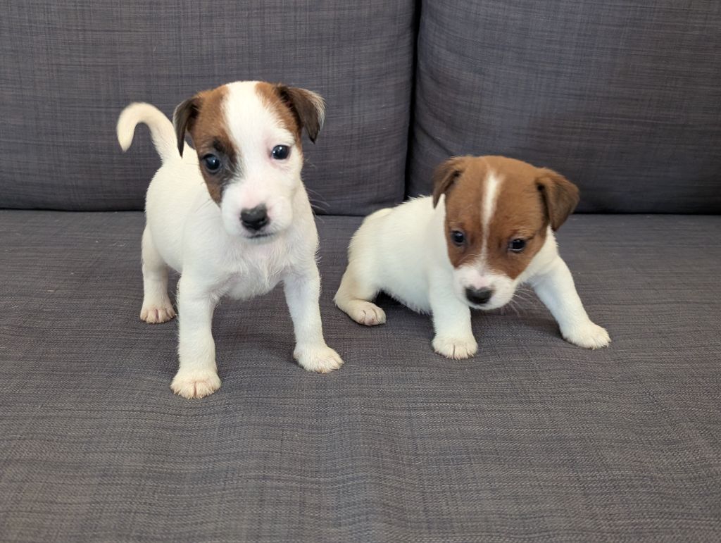 de la pinkinerie - Chiots disponibles - Jack Russell Terrier