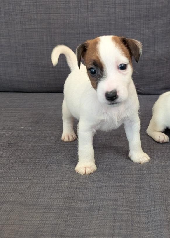 de la pinkinerie - Chiots disponibles - Jack Russell Terrier