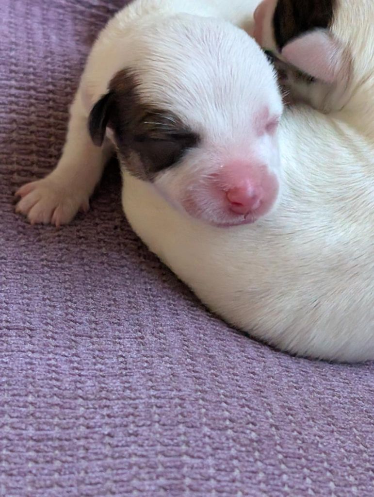de la pinkinerie - Chiots disponibles - Jack Russell Terrier