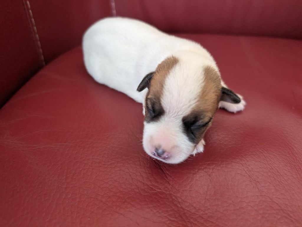 de la pinkinerie - Chiots disponibles - Jack Russell Terrier