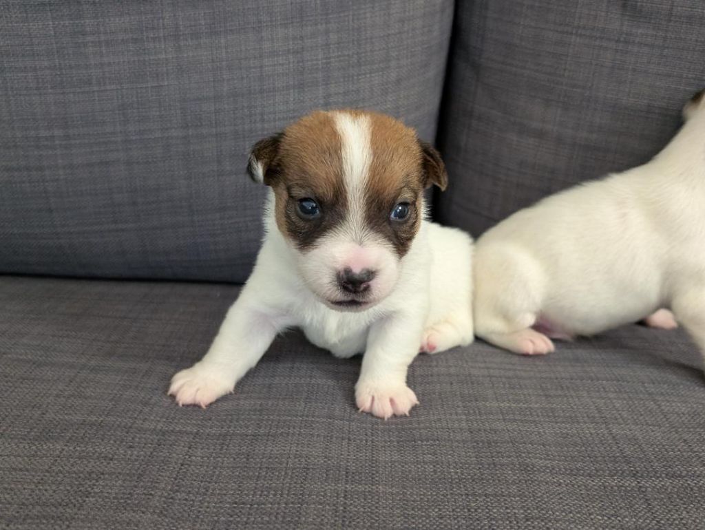 de la pinkinerie - Chiots disponibles - Jack Russell Terrier