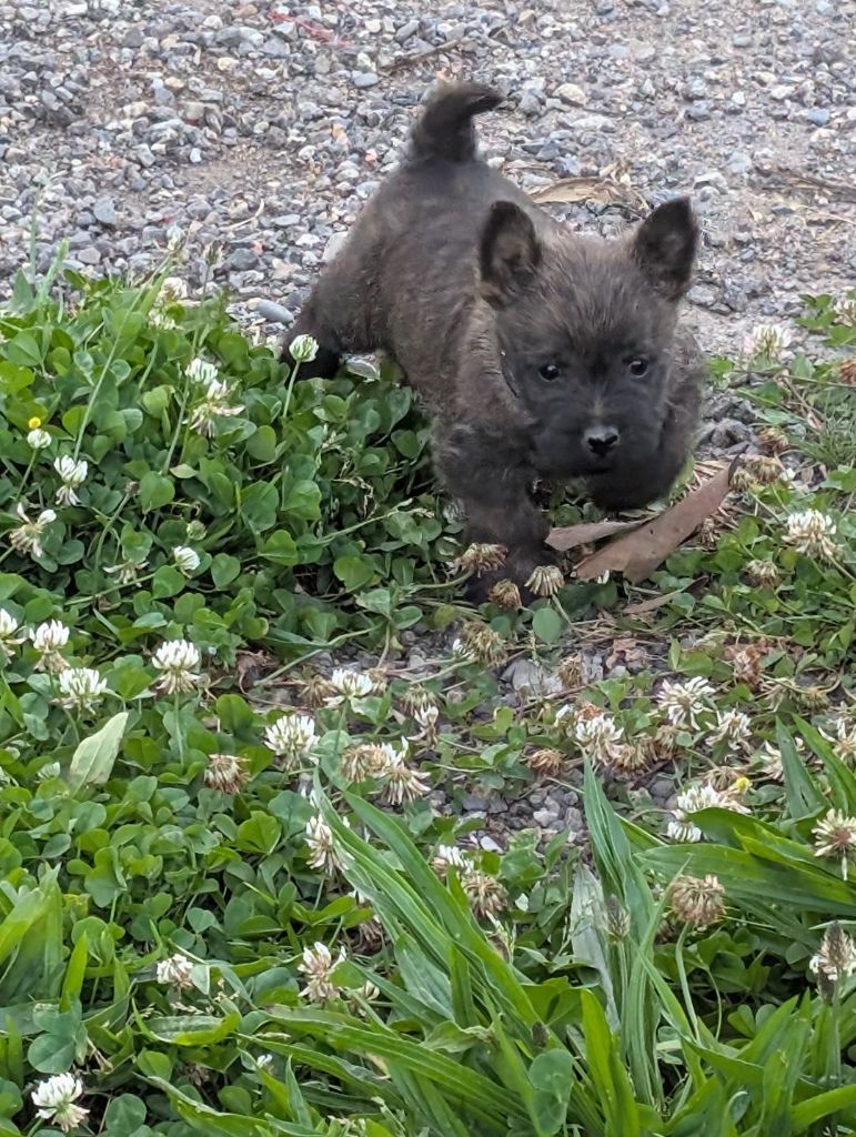 de la pinkinerie - Chiots disponibles - Cairn Terrier