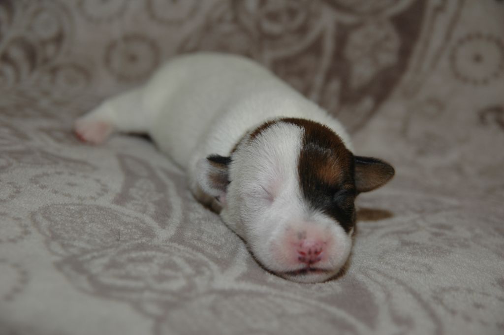 de la pinkinerie - Chiots disponibles - Jack Russell Terrier
