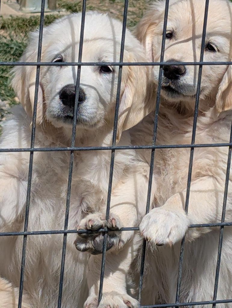 de la pinkinerie - Chiots disponibles - Golden Retriever