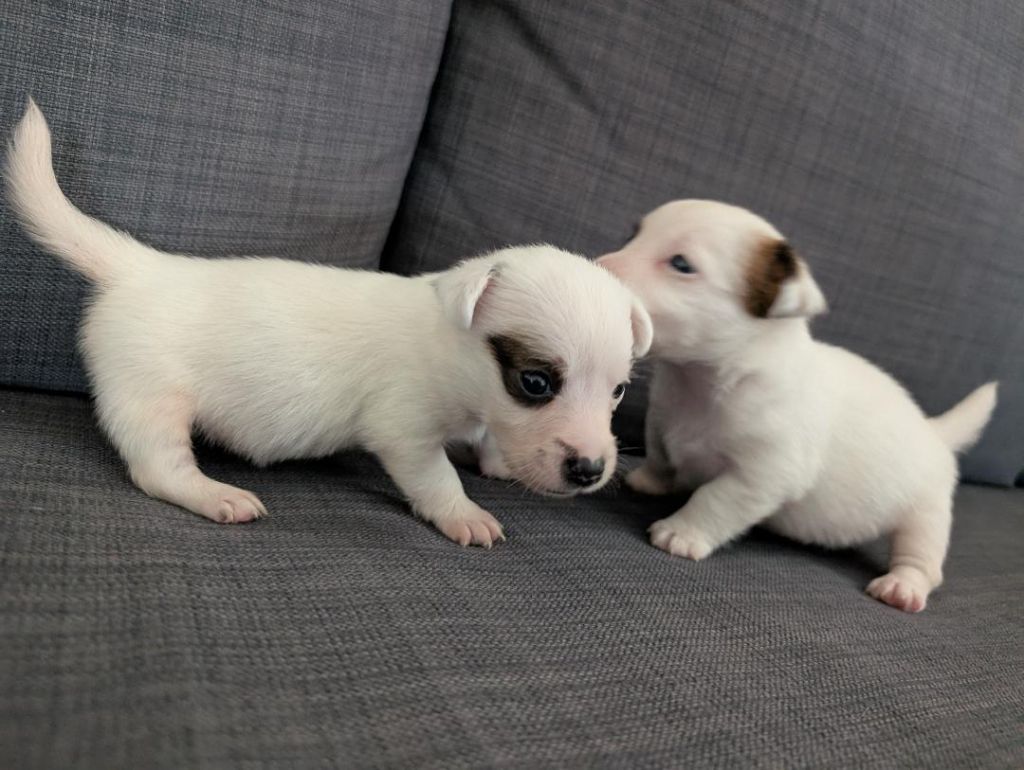 de la pinkinerie - Chiots disponibles - Jack Russell Terrier