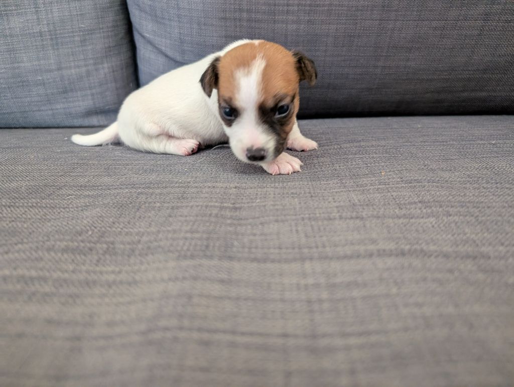 de la pinkinerie - Chiots disponibles - Jack Russell Terrier