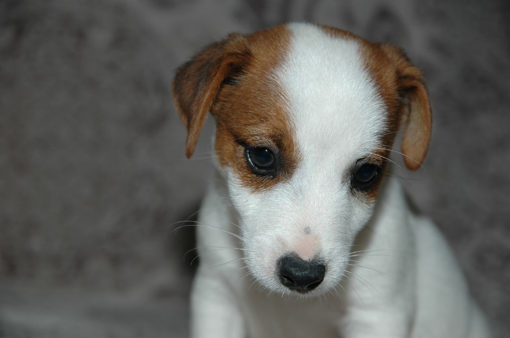 de la pinkinerie - Chiots disponibles - Jack Russell Terrier
