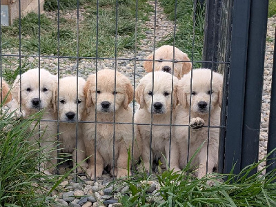 CHIOT 1