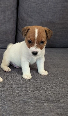 CHIOT 2