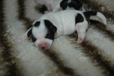 Chiot N°4