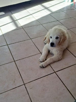 CHIOT 1