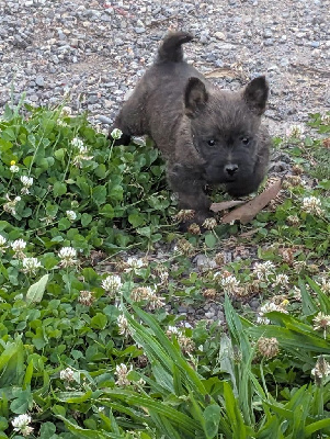 CHIOT 2