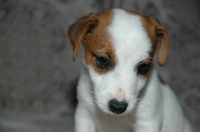 CHIOT 3