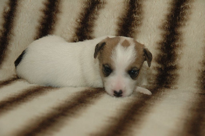 CHIOT 4