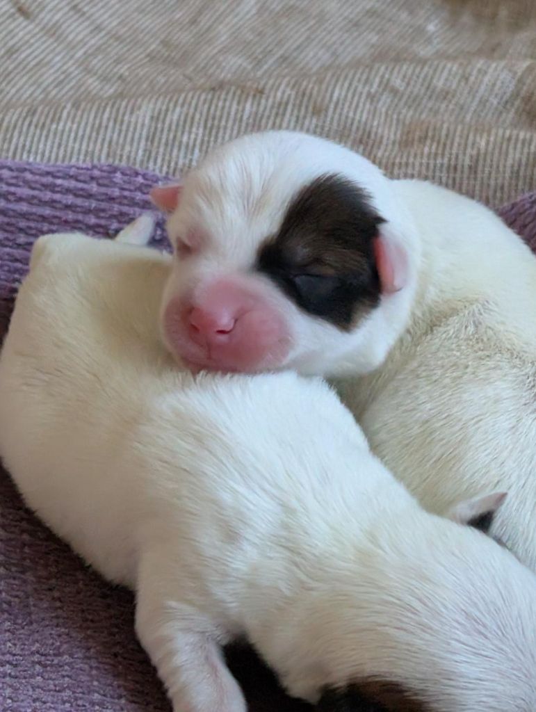 de la pinkinerie - Chiots disponibles - Jack Russell Terrier