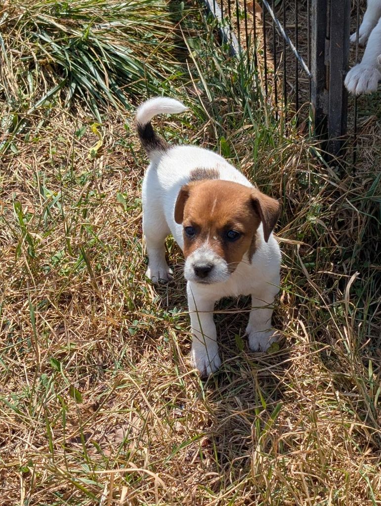 de la pinkinerie - Chiots disponibles - Jack Russell Terrier