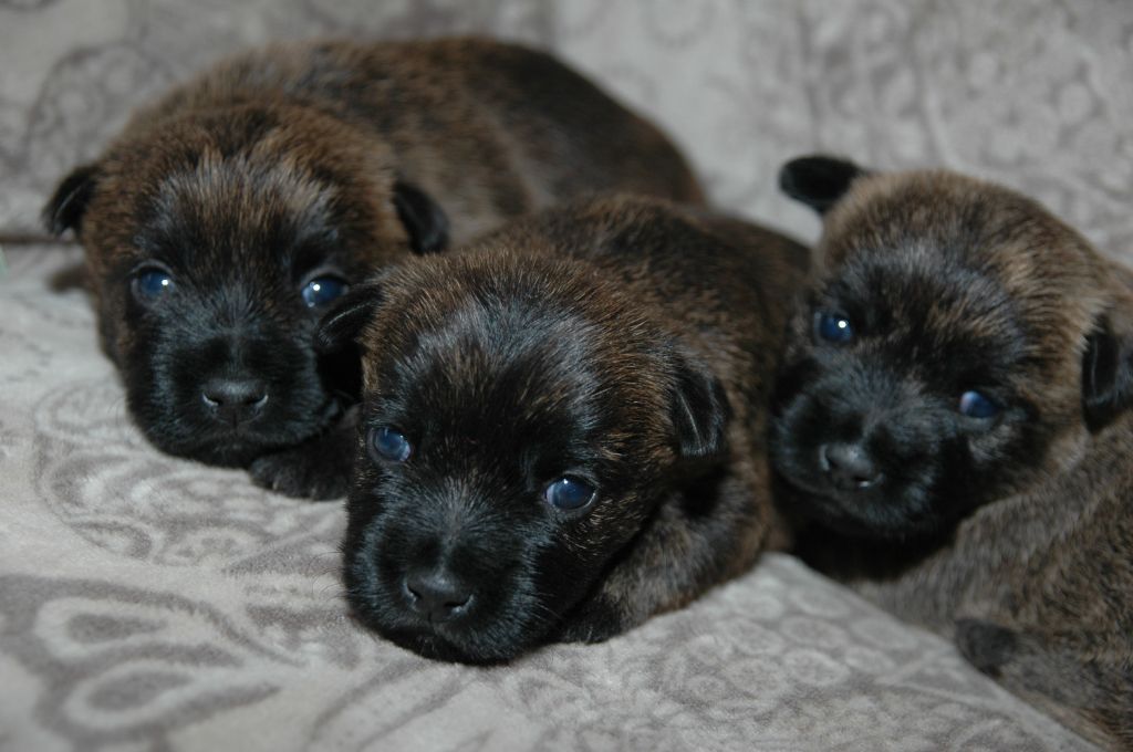 de la pinkinerie - Chiots disponibles - Cairn Terrier