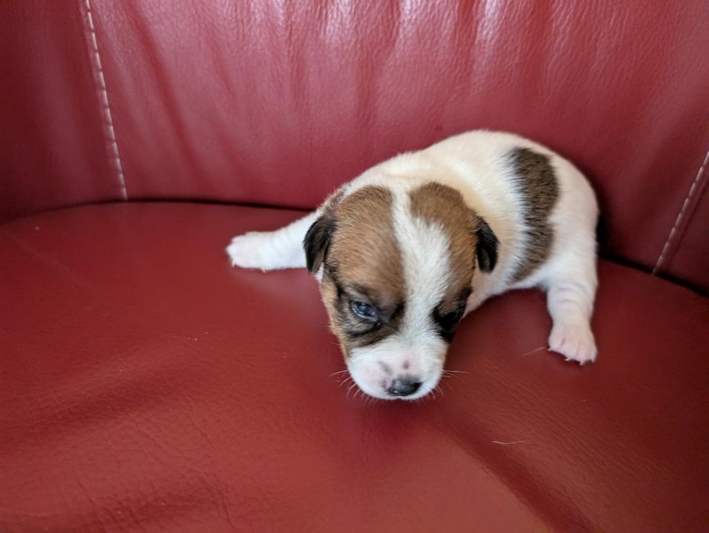 de la pinkinerie - Chiots disponibles - Jack Russell Terrier