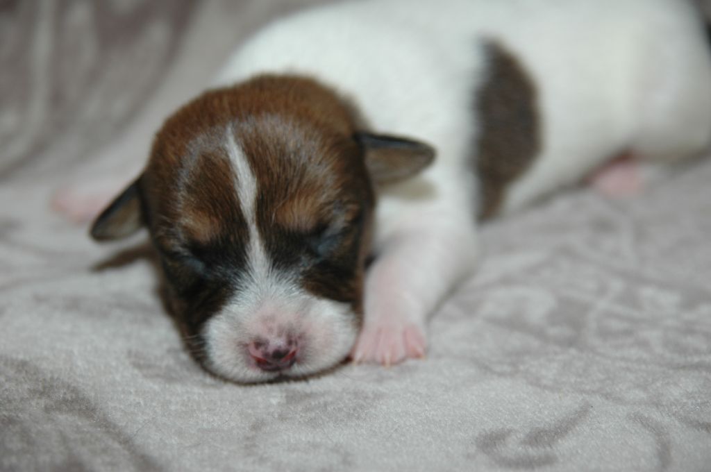 de la pinkinerie - Chiots disponibles - Jack Russell Terrier