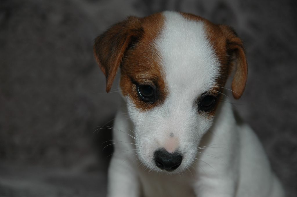 Chiot Jack Russell Terrier de la pinkinerie