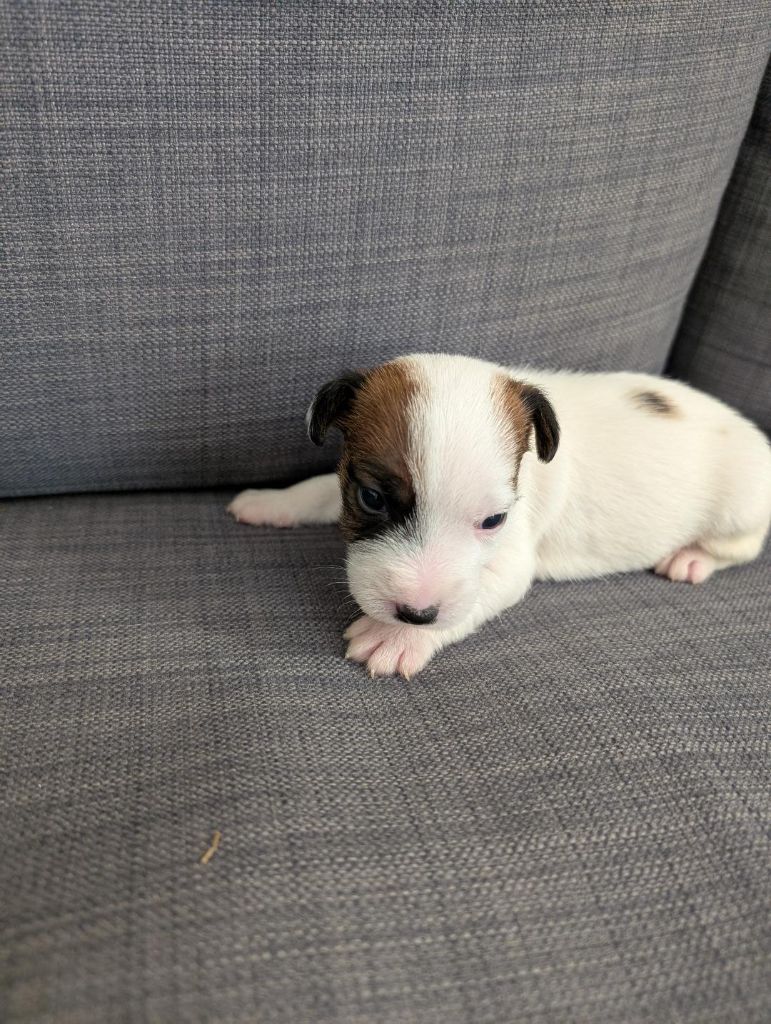 de la pinkinerie - Chiots disponibles - Jack Russell Terrier