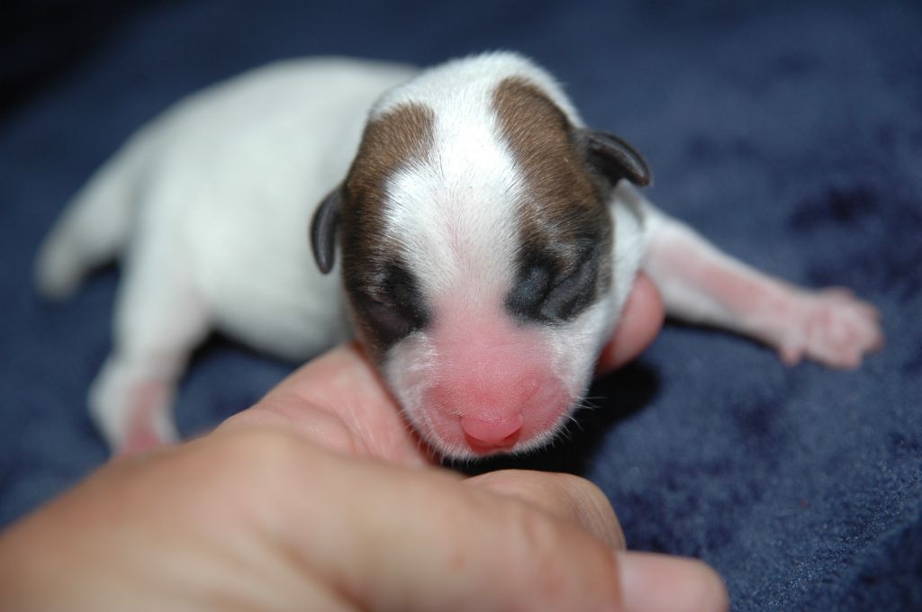 de la pinkinerie - Chiots disponibles - Jack Russell Terrier
