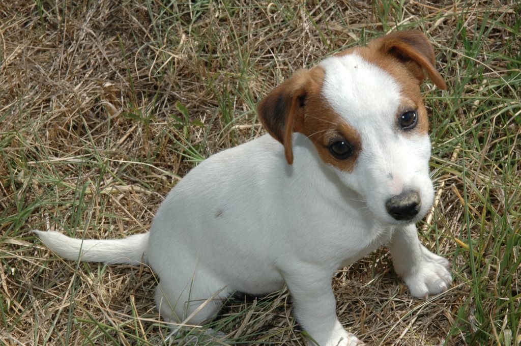 de la pinkinerie - Chiots disponibles - Jack Russell Terrier