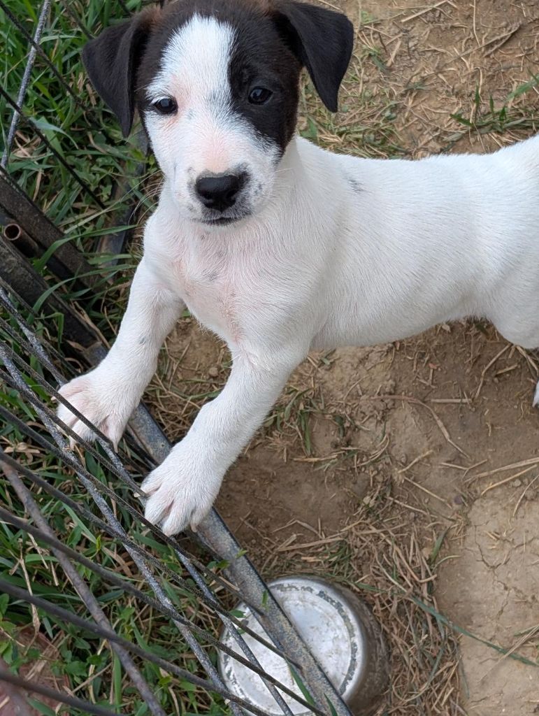 de la pinkinerie - Chiots disponibles - Jack Russell Terrier