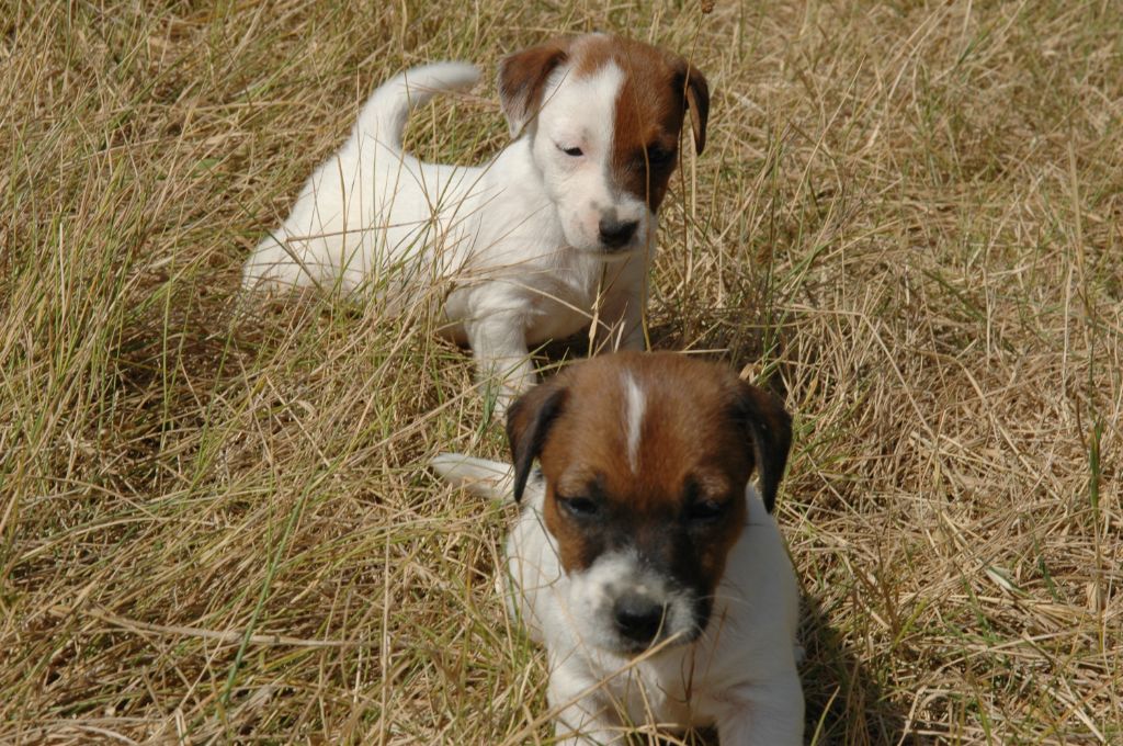 de la pinkinerie - Chiots disponibles - Jack Russell Terrier
