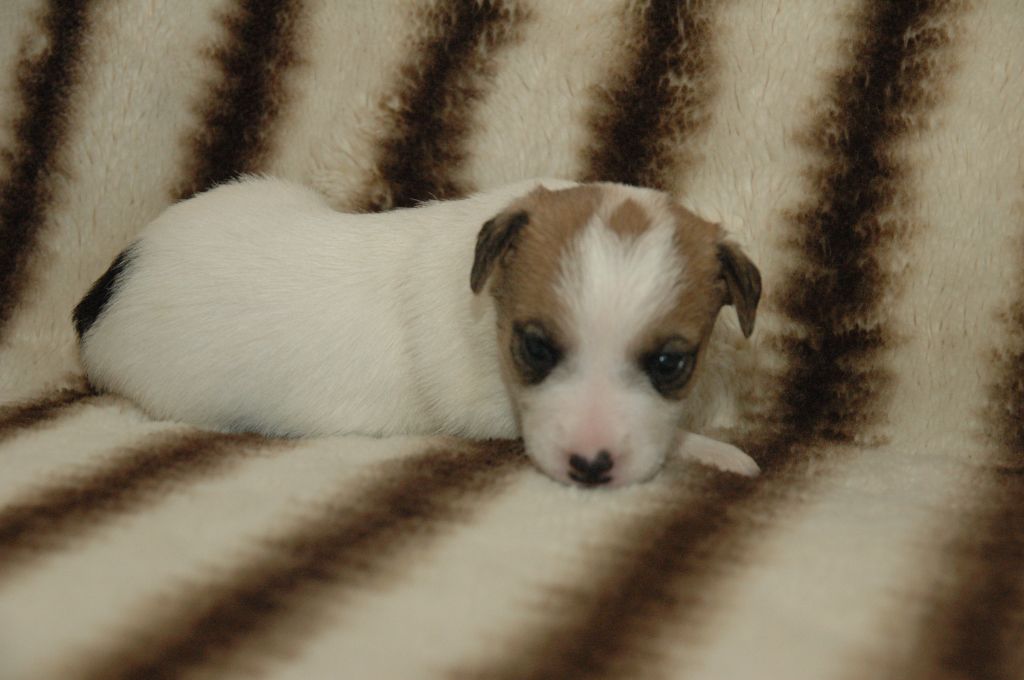 de la pinkinerie - Chiots disponibles - Jack Russell Terrier