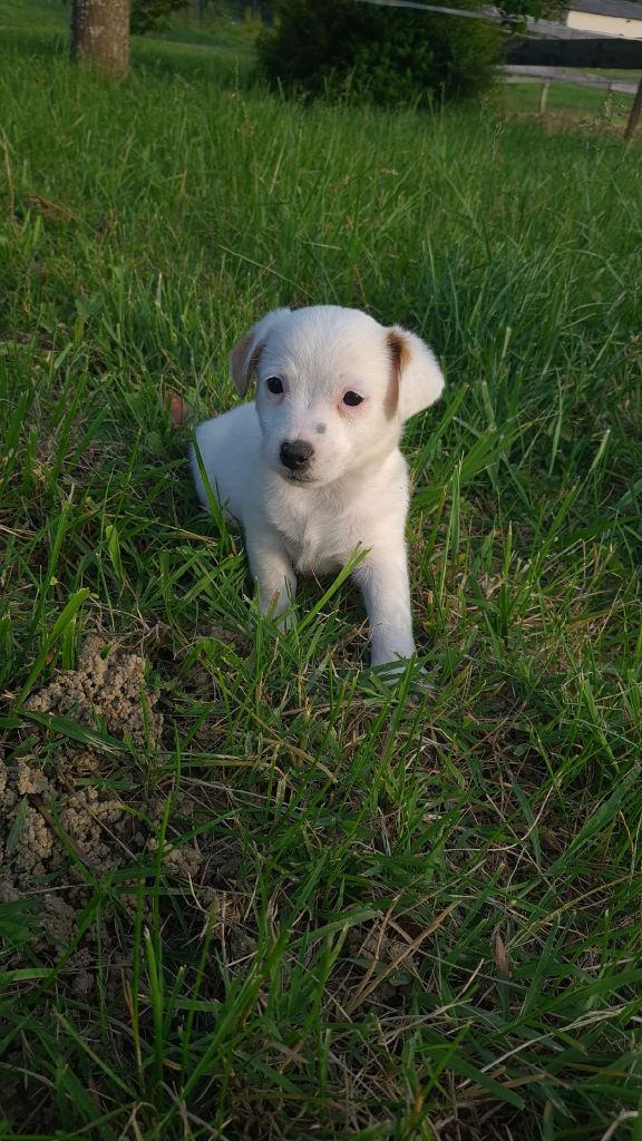 de la pinkinerie - Chiots disponibles - Jack Russell Terrier