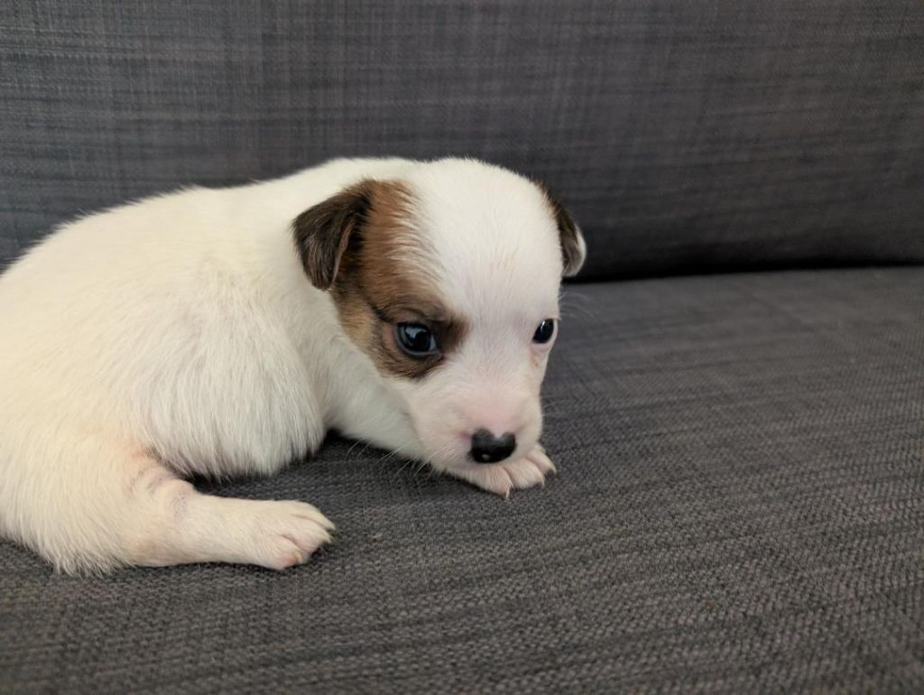 de la pinkinerie - Chiots disponibles - Jack Russell Terrier