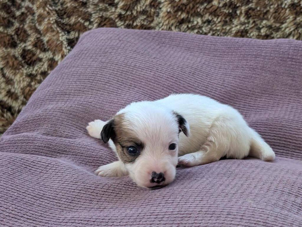 de la pinkinerie - Chiots disponibles - Jack Russell Terrier