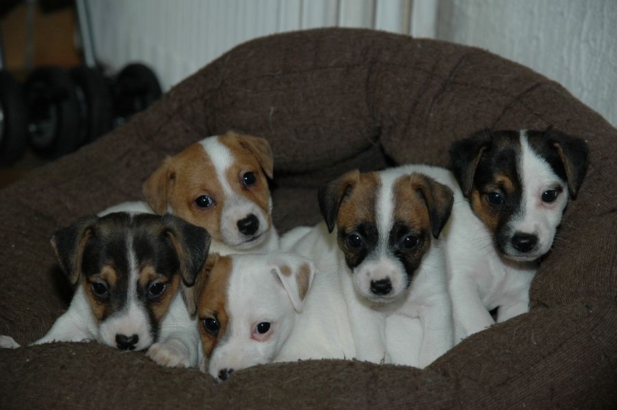 Chiot Jack Russell Terrier de la pinkinerie